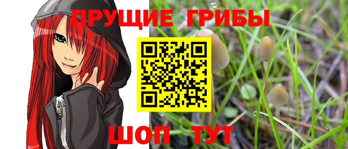 Псилоцибиновые грибы Psilocybine cubensis Бирск
